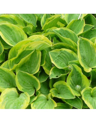 Hosta Golden tiara