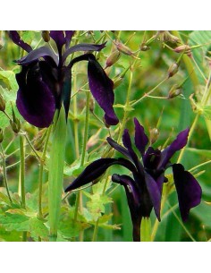 Iris sibirica 'Snow Queen' - Vente Iris de Sibérie blanc