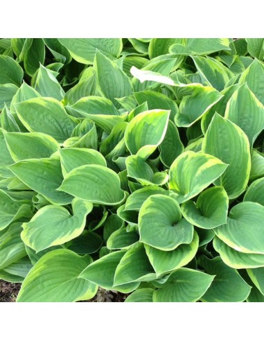 Hosta fortunei aureomarginata