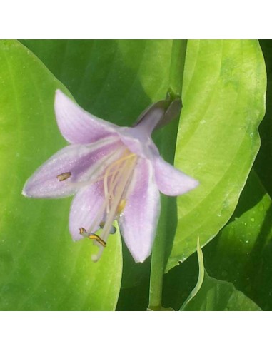 Hosta géant Sum and substance