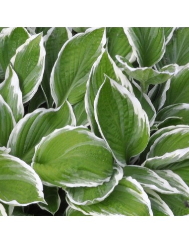 Hosta undulata Albomarginata