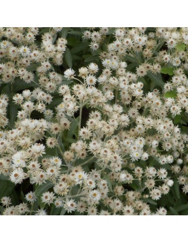 Immortelle de l'Himalaya