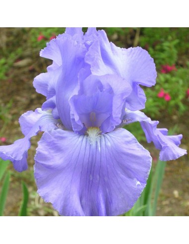 Iris des jardins Babbling brook