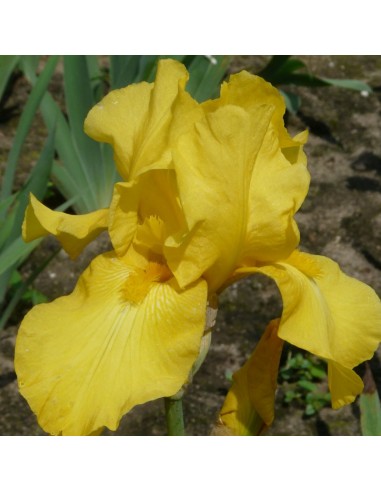 Iris des jardins Ola Kala