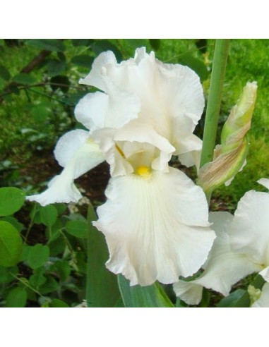 Iris des jardins White Knight