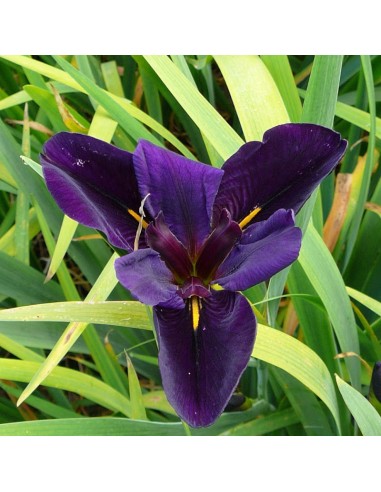 Iris de Louisiane Black Gamecock