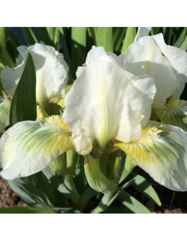 Iris nain Green spot