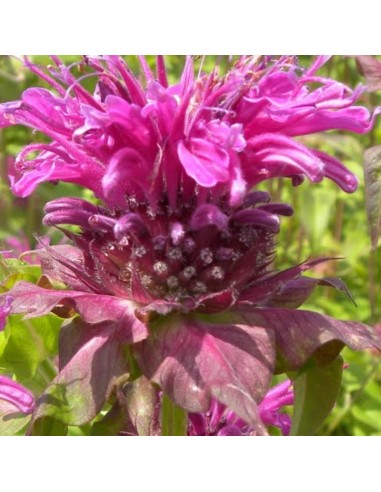 Monarde Aquarius