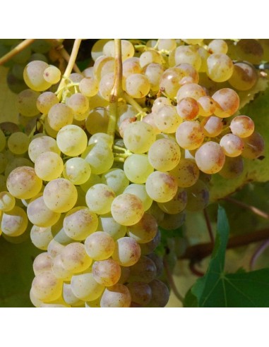 Vigne Chasselas doré