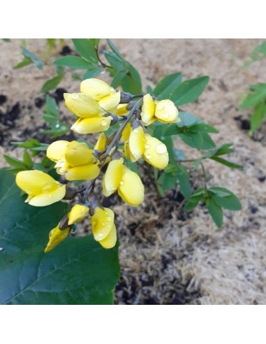 Lupin indigo Lemon Meringue - Baptisia australis