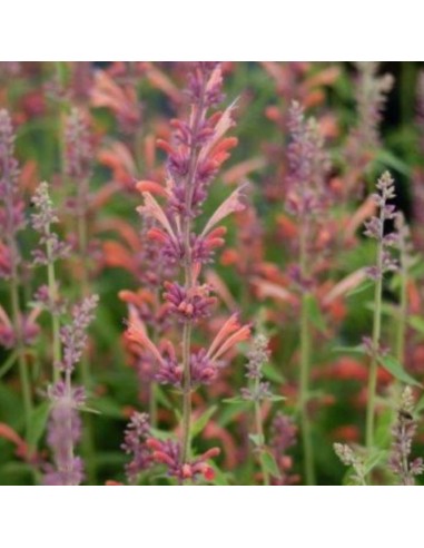 Agastache Tangerine dreams