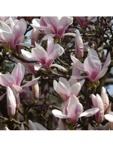 Magnolia de soulange