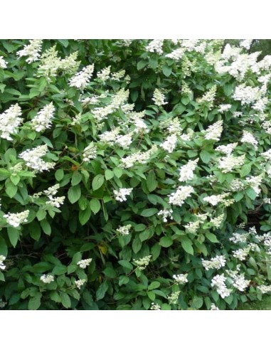 Hortensia paniculé Tardiva