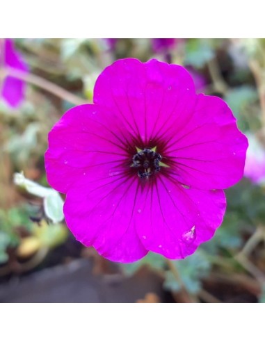 Géranium cinereum Giuseppii