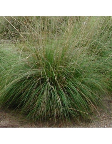 Muhlenbergia rigens