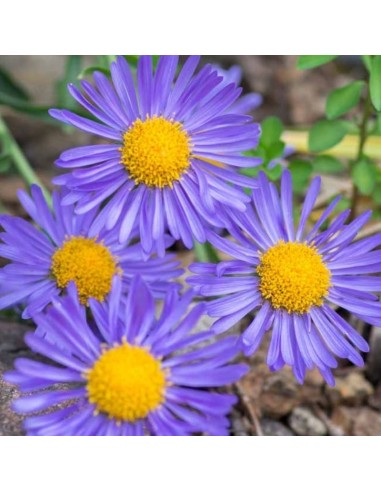 Aster des Alpes Goliath