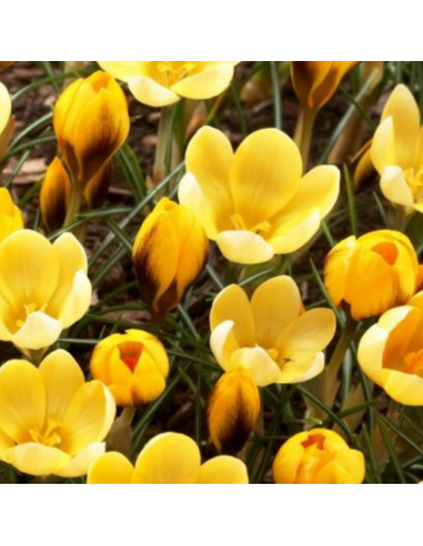 Crocus Goldilocks*25