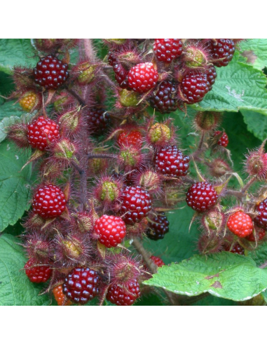 Raisin du Japon - Rubus phoenicolasius