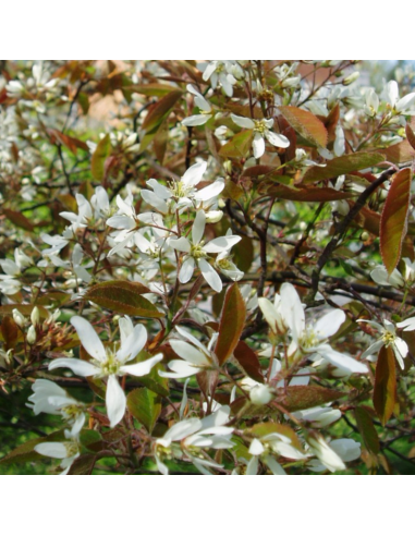 Amelanchier de Lamarck - Amelanchier Lamarckii