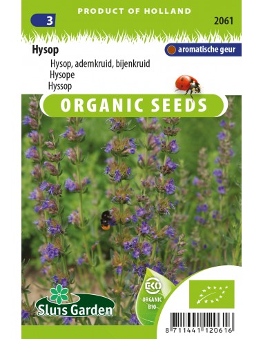 Hysope officinale