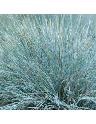 Poa glauca Blue Hills