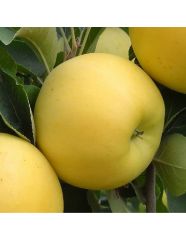 Pommier Golden delicious