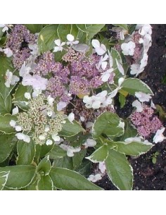 Astilbe du Japon Rheinland