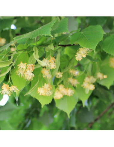 Tilleul à petites feuilles - Tilia Cordata