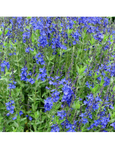 Véronique d'Autriche - Veronica Austriaca Knallblau