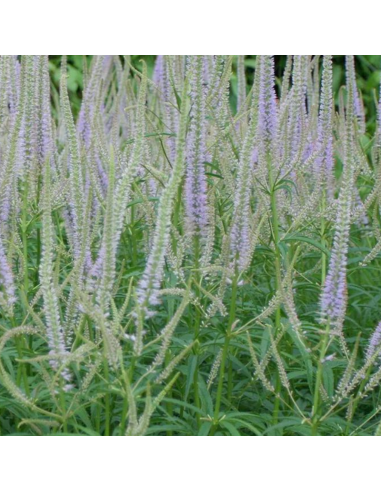 Véronique de Virginie - Veronicastrum Virginicum Lavandelturm