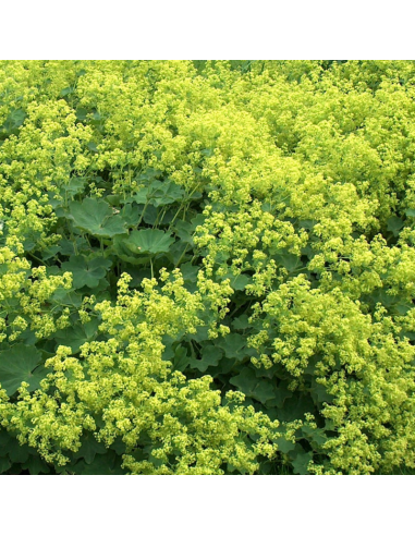 Alchemille commune - Alchemilla Mollis