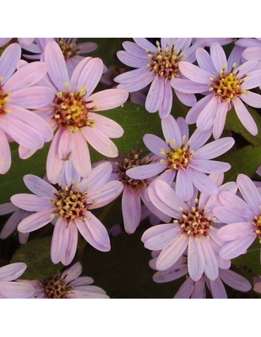 Aster ageratoïdes Harry Schmidt