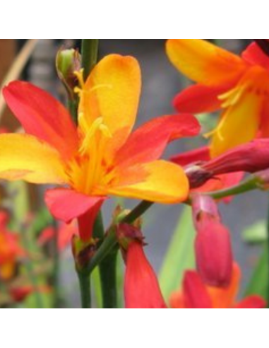 Crocosmia Fire King