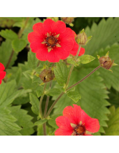 Potentille vivace Gibson's Scarlet