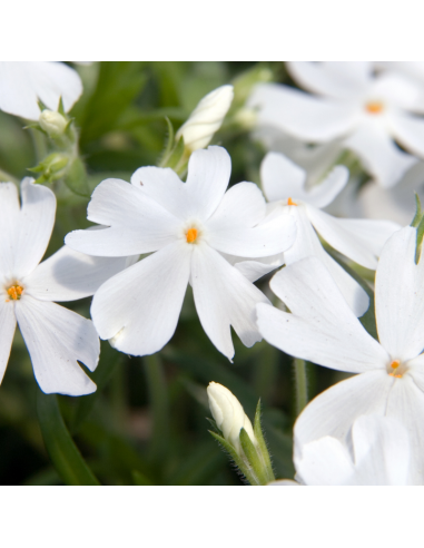 Phlox mousse Calvides white