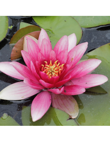 Nénuphar Charles de Meurville - Nymphaea Charles de Meurville