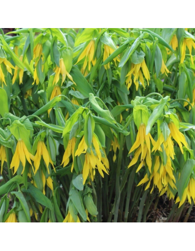 Uvularia grandiflora