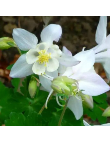 Ancolie Silver Queen