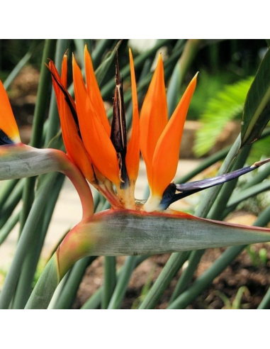 Oiseau du paradis - Strelitzia reginae