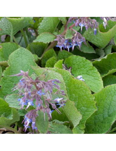 Bourrache du Caucase - Trachystemon orientalis