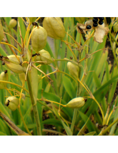 Graines-Seeds Fleur Léopard, Belamcanda Chinensis, Iris tigré