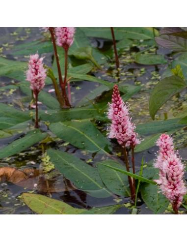 Renouée amphibie