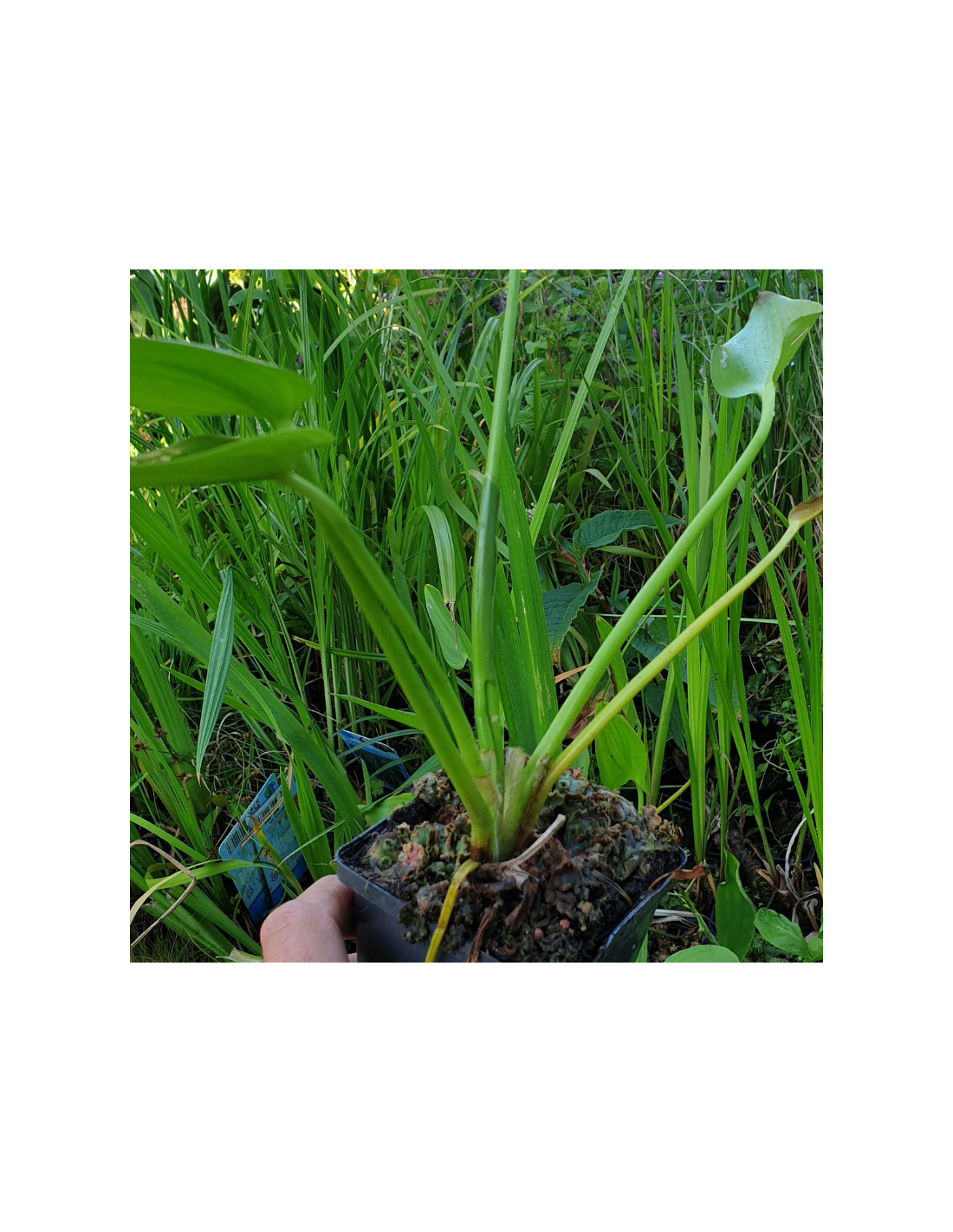 Pontederia Lanceolata - Pontédérie à feuilles lancéolées - Plante de b