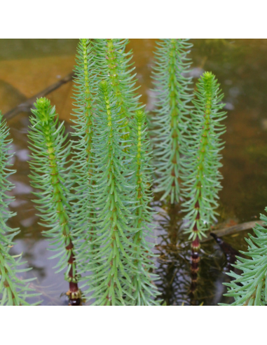 Pesse d'eau