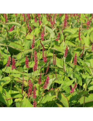 Renouée Inverleith - Persicaria Amplexicaulis Inverleith