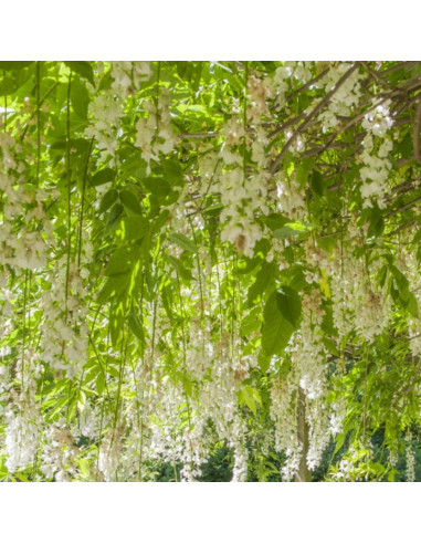 Glycine japonaise blanche - Wisteria Floribunda alba