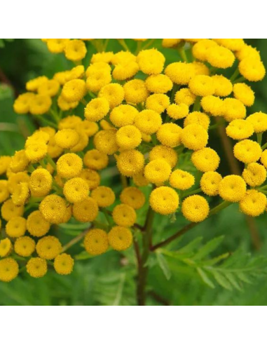 Tanaisie - Tanacetum vulgare