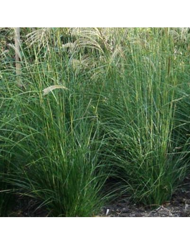 Eulalie August Feder - Miscanthus Sinensis