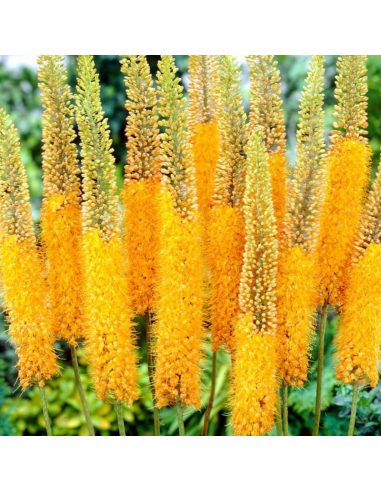 Lis des steppes en griffe - Eremurus Pinokkio