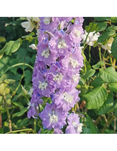 Pied d'alouette Camelliard - Delphinium lot de 4